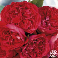 Red Eden® -Heirloom Roses red eden 5