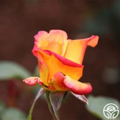 Red Gold 7 Red Gold -Heirloom Roses red gold 21