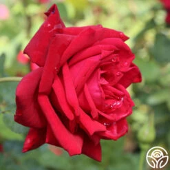 Red Masterpiece® -Heirloom Roses red masterpiece 1