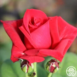Red Masterpiece® -Heirloom Roses red masterpiece 3 1