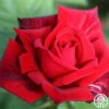 Red Masterpiece® 1 Red Masterpiece® -Heirloom Roses red masterpiece 4 1