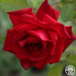 Red Masterpiece® -Heirloom Roses red masterpiece 6