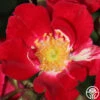 Red Meidiland® 1 Red Meidiland® -Heirloom Roses red meidiland 1 1 1