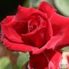Red Prince® -Heirloom Roses red prince 1