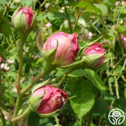 Reine Victoria -Heirloom Roses reine victoria 11