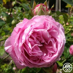 Reine Victoria -Heirloom Roses reine victoria 4 5