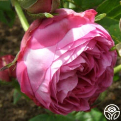 Reine Victoria -Heirloom Roses reine victoria 5 5