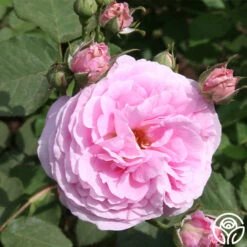 Reine Victoria -Heirloom Roses reine victoria 6 5