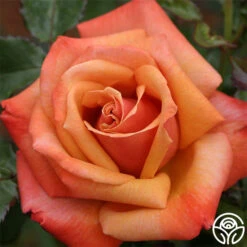 Remember Me® -Heirloom Roses remember me 2 8