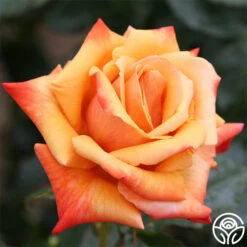 Remember Me® -Heirloom Roses remember me 3 1