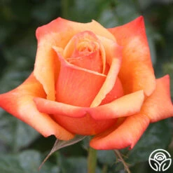 Remember Me® -Heirloom Roses remember me 5 1
