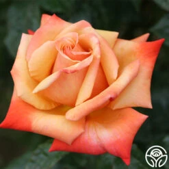 Remember Me® -Heirloom Roses remember me 9