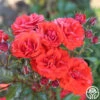 Remembrance™ -Heirloom Roses remembrance 11