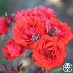 Heirloom Roses -Heirloom Roses remembrance 12