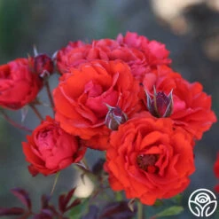 Remembrance™ -Heirloom Roses remembrance 13