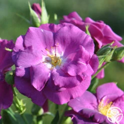 Rhapsody In Blue™ -Heirloom Roses rhapsody in blue 13