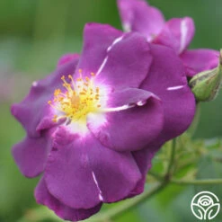 Rhapsody In Blue™ -Heirloom Roses rhapsody in blue 14