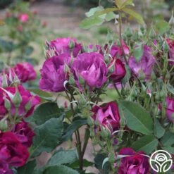 Rhapsody In Blue™ -Heirloom Roses rhapsody in blue 15