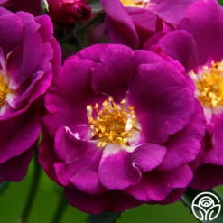 Rhapsody In Blue™ -Heirloom Roses rhapsody in blue 16