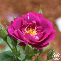 New Release -Heirloom Roses rhapsody in blue 3 8