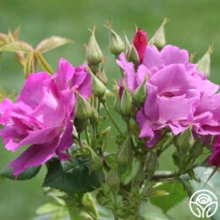 Rhapsody In Blue™ -Heirloom Roses rhapsody in blue 4 1