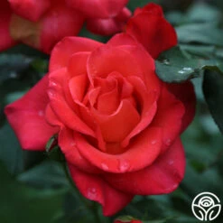 Ring Of Fire™ -Heirloom Roses ring of fire 3 4