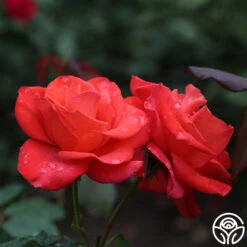 Ring Of Fire™ -Heirloom Roses ring of fire 8