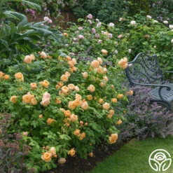 Roald Dahl -Heirloom Roses roald dahl 1