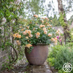 Roald Dahl -Heirloom Roses roald dahl 4