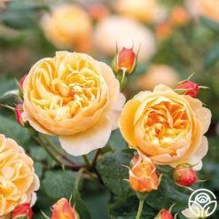 Roald Dahl -Heirloom Roses roald dahl 8