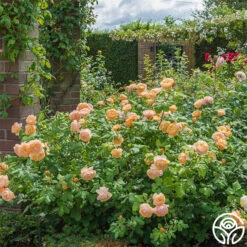 Roald Dahl -Heirloom Roses roald dahl 9