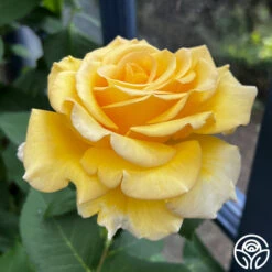 Robert Bruce -Heirloom Roses robert bruce 1