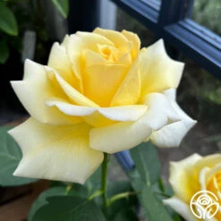 Robert Bruce -Heirloom Roses robert bruce 2