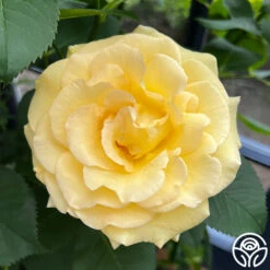 Robert Bruce -Heirloom Roses robert bruce 3