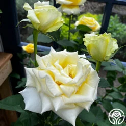 Robert Bruce -Heirloom Roses robert bruce 4