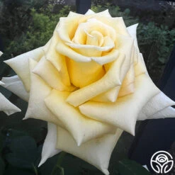 Robert Bruce -Heirloom Roses robert bruce 5