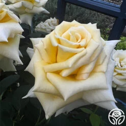 Robert Bruce -Heirloom Roses robert bruce 6