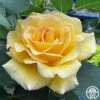 Robert Bruce -Heirloom Roses robert bruce 7