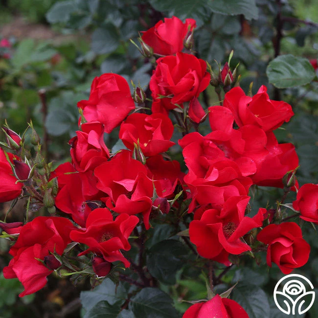 Robusta 4 Robusta - Image 2