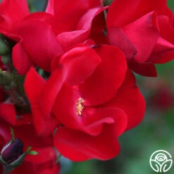 Robusta 11 Robusta -Heirloom Roses robusta 13