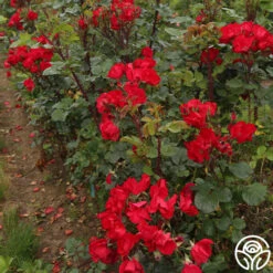 Robusta 10 Robusta -Heirloom Roses robusta 14