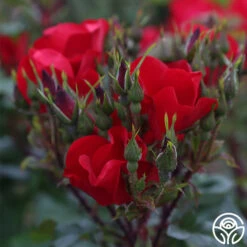 Robusta 9 Robusta -Heirloom Roses robusta 15