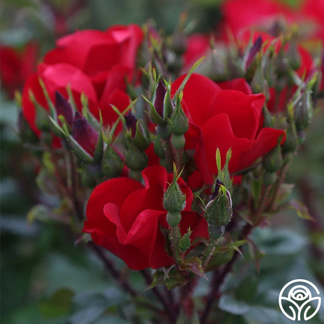 Robusta 5 Robusta - Image 3