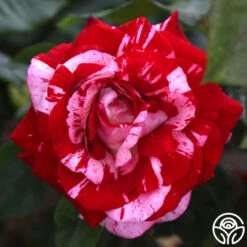 Rock & Roll™ -Heirloom Roses rock and roll 1