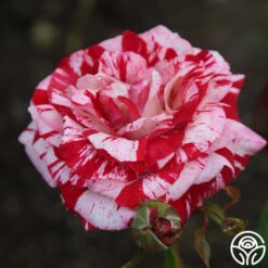 New Release -Heirloom Roses rock and roll 2