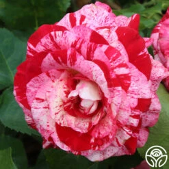 Rock & Roll™ -Heirloom Roses rock and roll 3