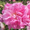 Rosa Damascena Semperflorens (Autumn Damask) -Heirloom Roses rosa damascena semperflorens 1