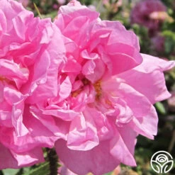 Heirloom Roses -Heirloom Roses rosa damascena semperflorens 2