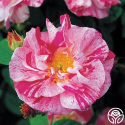 Rosa Mundi -Heirloom Roses rosa mundi 1 5