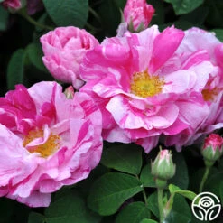 Rosa Mundi -Heirloom Roses rosa mundi 2 1 1